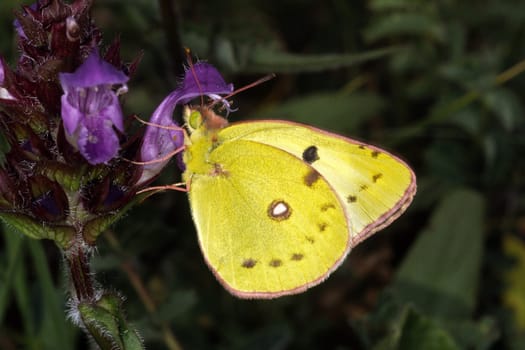 Colias australis,horseshoe clover