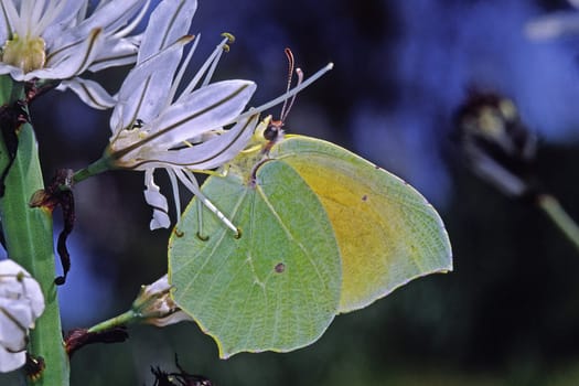 Gonepteryx cleopatra,Mediterranean lemon butterfly,Cleopatra butterfly