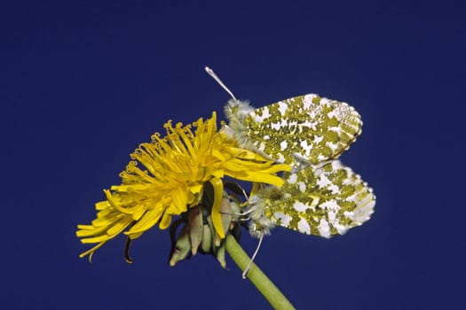 Anthocharis cardamines,aurora butterfly