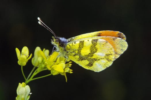 Anthocharis belia,Yellow aurora butterfly,male