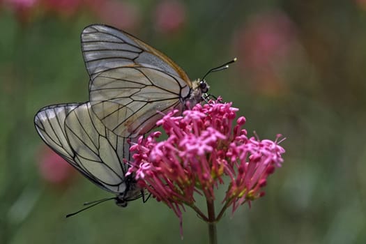 Aporia crataegi,tree white
