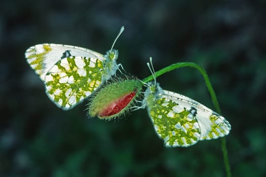 Euchloe ausonia,Ausonia white