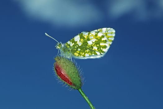 Euchloe ausonia,Ausonia white
