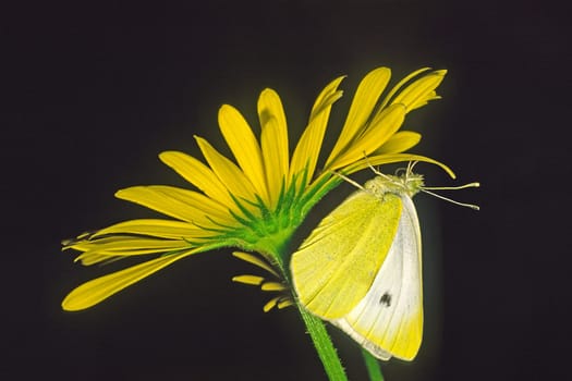Pieris rapae,Lesser cabbage white