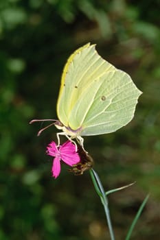 Gonepteryx rhamni,Dianthus carthusianorum
