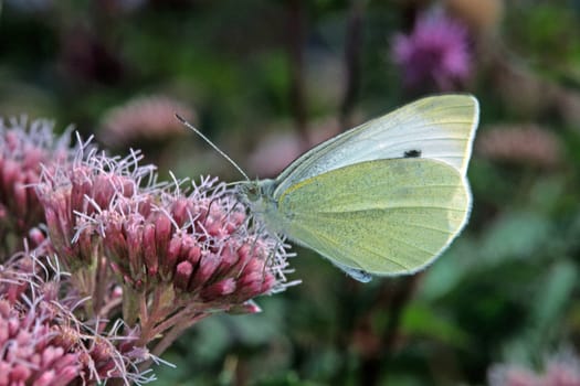 Pieris rapae,Eupatorium cannabinum