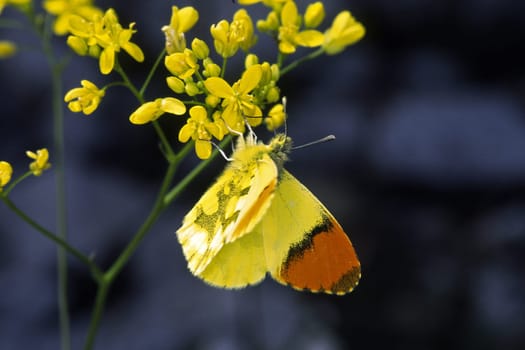 Anthocharis euphenoides,Yellow aurora butterfly,male
