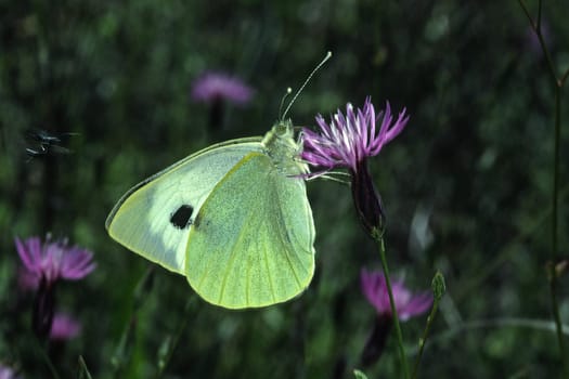 Pieris brassicae,Cabbage white on flake flower
