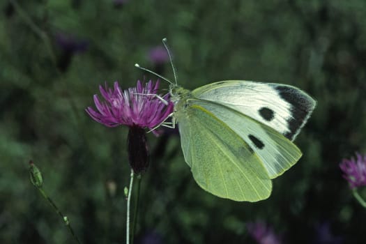 Pieris brassicae,Cabbage White