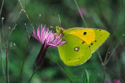 Colias crocea,Postillon,Wandering yellowling on flake flower