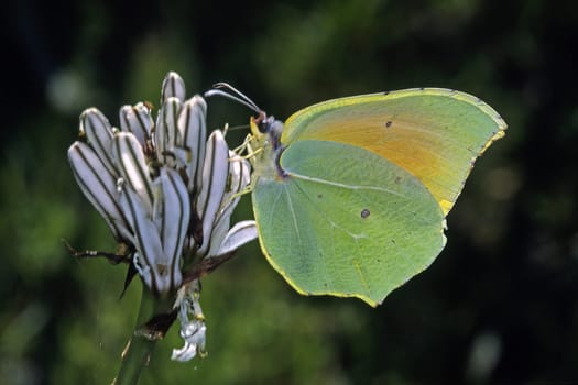 Gonepteryx cleopatra,Mediterranean lemon butterfly,Cleopatra butterfly
