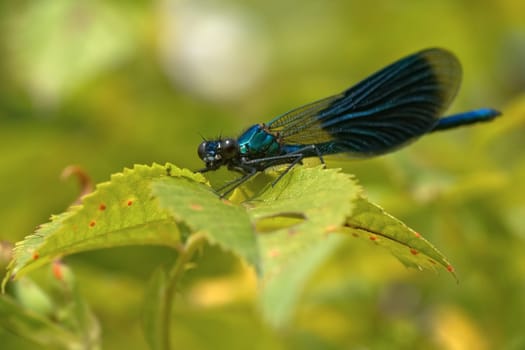 banded demoiselle