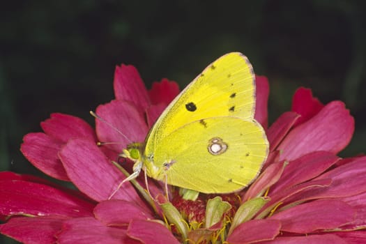 Colias crocea,Postillon,Wandergelbling