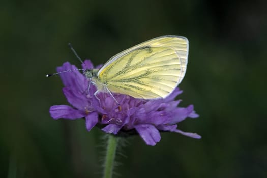 Pieris napi,rapeseed white