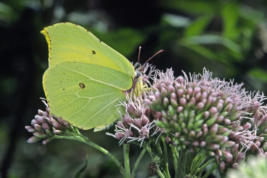 Gonepteryx rhamni,Lemon butterfly