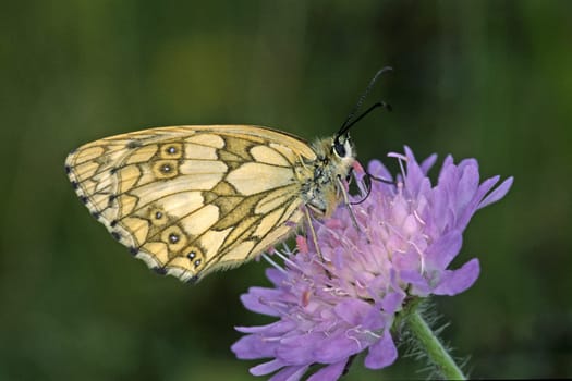 Melanargia galathea,chessboard