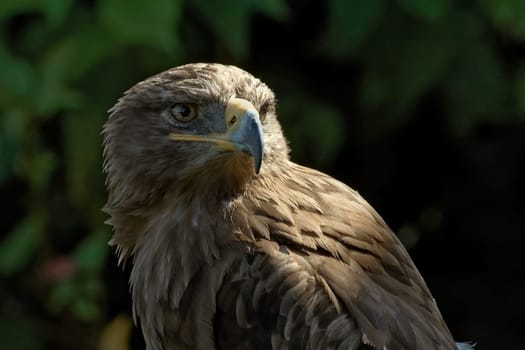 Steppe eagle