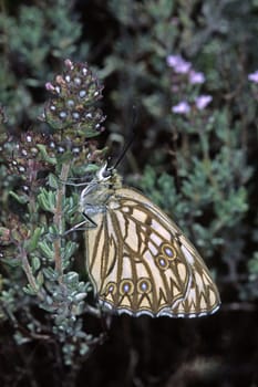 Melanargia occitanica,brown vein chessboard