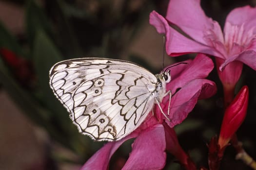 Melanargia larissa,Balkan chessboard,Male