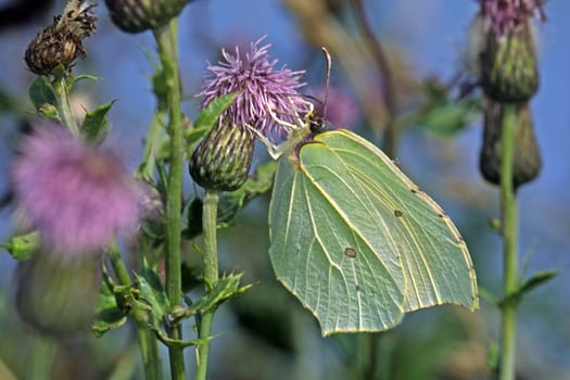 Gonepteryx rhamni,Lemon butterfly on thistle flower