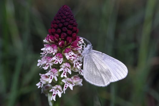 Leptidea sinapis,mustard white on Orchis ustulata,smutwort orchid