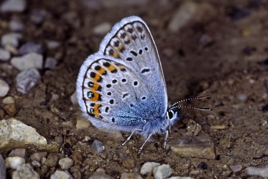 Plebeius argus