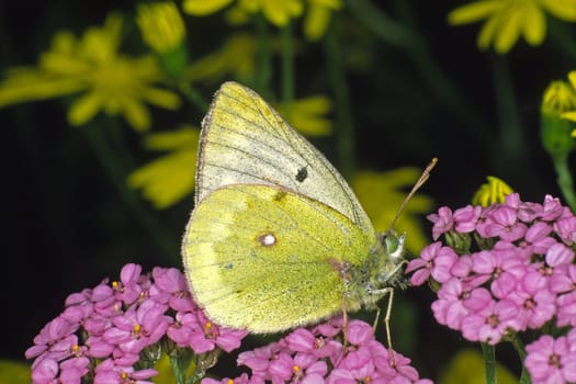 Colias phicomone,Greenish Butterflies