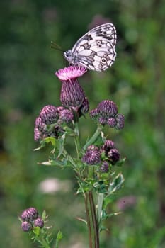 Chessboard,Thistle