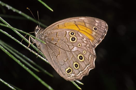 Kirinia roxelana,female