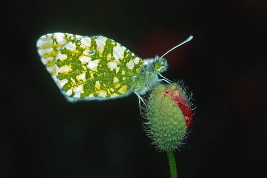 Euchloe ausonia,Ausonia white