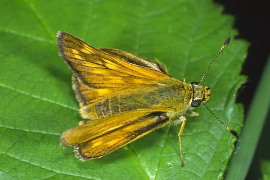 Ochlodes venatus,Rust-colored Thick-headed Butterfly