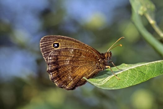 Minois dryas,Blue-eyed forest porter