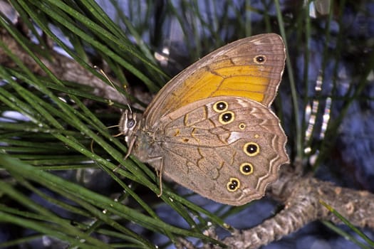 Kirinia roxelana,Eye moth,Male