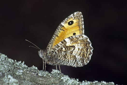Hipparchia semele,Ochre Velvet Butterfly,Rust Ribbon