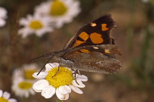 Libythea celtis,hackberry moth