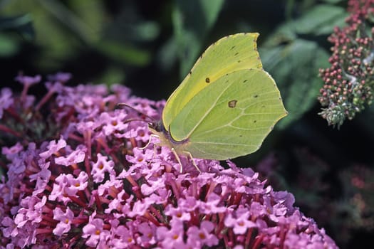 Gonepteryx rhamni,Lemon Butterfly on Buddleia,Butterfly Lilac