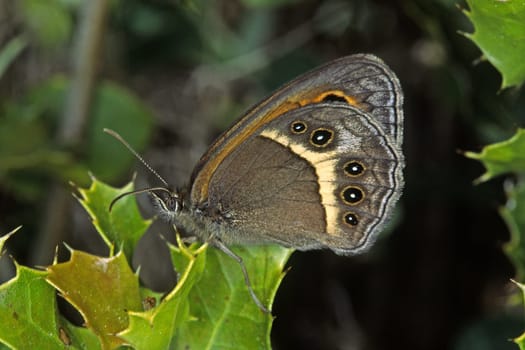 Maniola batsheba,oxeye