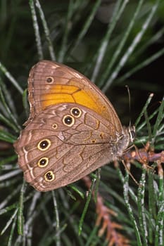 Kirinia roxelana,female