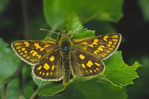 Carterocephalus palaemon, Gelbwürfeliger Dickkopffalter