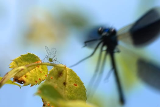 banded dragonfly approaching