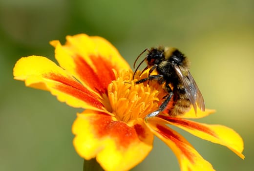 At the first photo shoot with the new macro