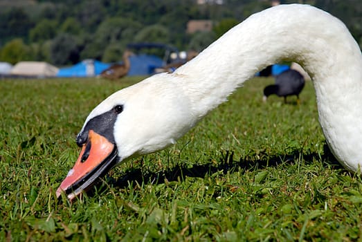 Lying on the ground very close to it