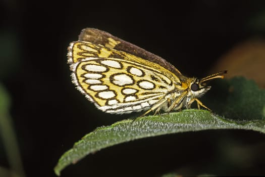 Heteropterus morpheus