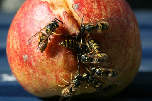 Wasps on (and in) a rotten fallen apple