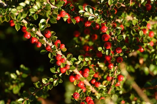 Cotoneaster - ornamental deciduous shrub with a berries, used in landscape design. Autumn