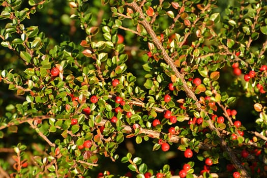 Cotoneaster - ornamental deciduous shrub with a berries, used in landscape design. Autumn