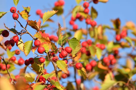 Clusters of ripe hawthorn on branches in autumn