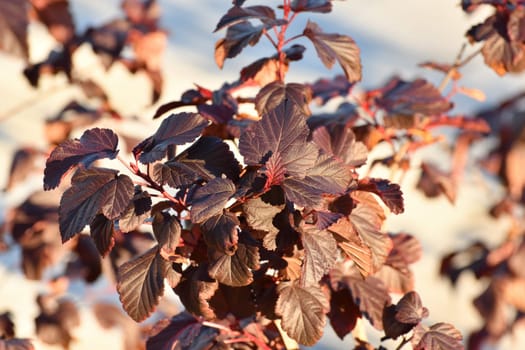 Shrub viburnum leaf, the red diablo variety