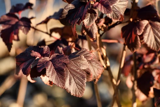 Shrub viburnum leaf, the red diablo variety