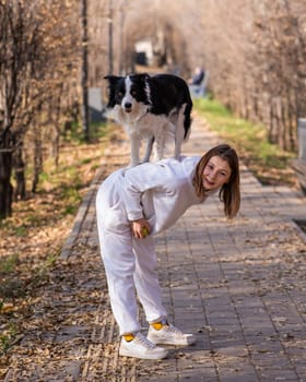 Black and white border collie dog stands on the back of the mistress on a walk in the autumn park